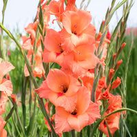 25 Glaïeuls Peter Pears - Gladiolus Peter Pears - Bakker