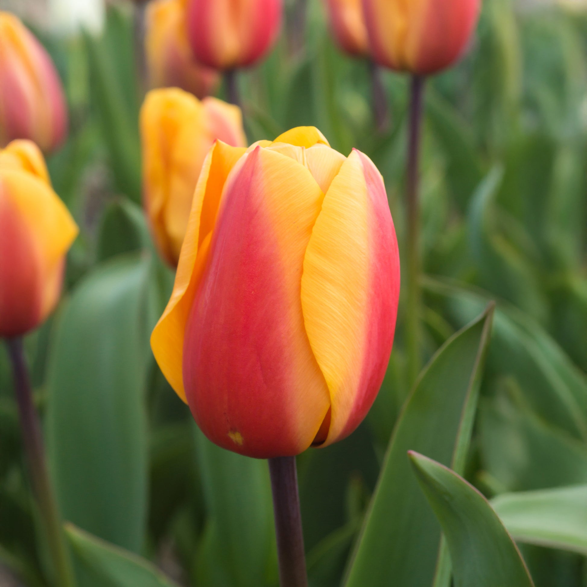 8 Tulipes Darwin Lalibela Salmon - Tulipa darwin hybrid Lalibela Salmon - Bakker