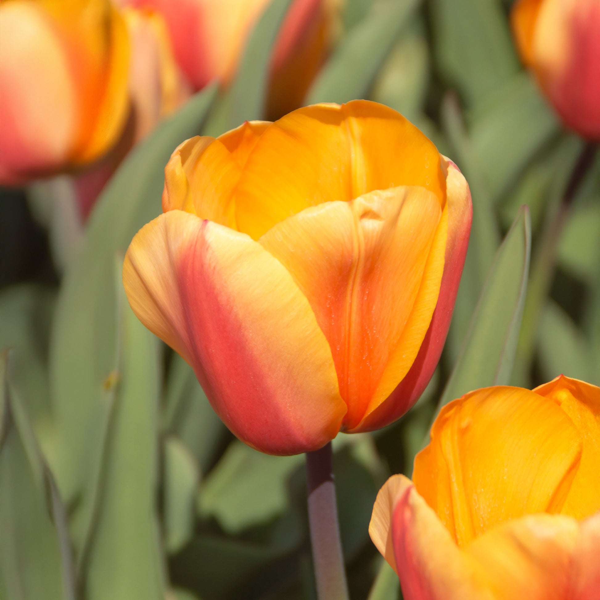 Tulipa darwin hybrid Lalibela Salmon - 8 Tulipes Darwin Lalibela Salmon - Bulbes de Tulipe