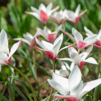 Tulipa peppermint stick - 12 Tulipes Peppermint Stick - Bulbes de Tulipe