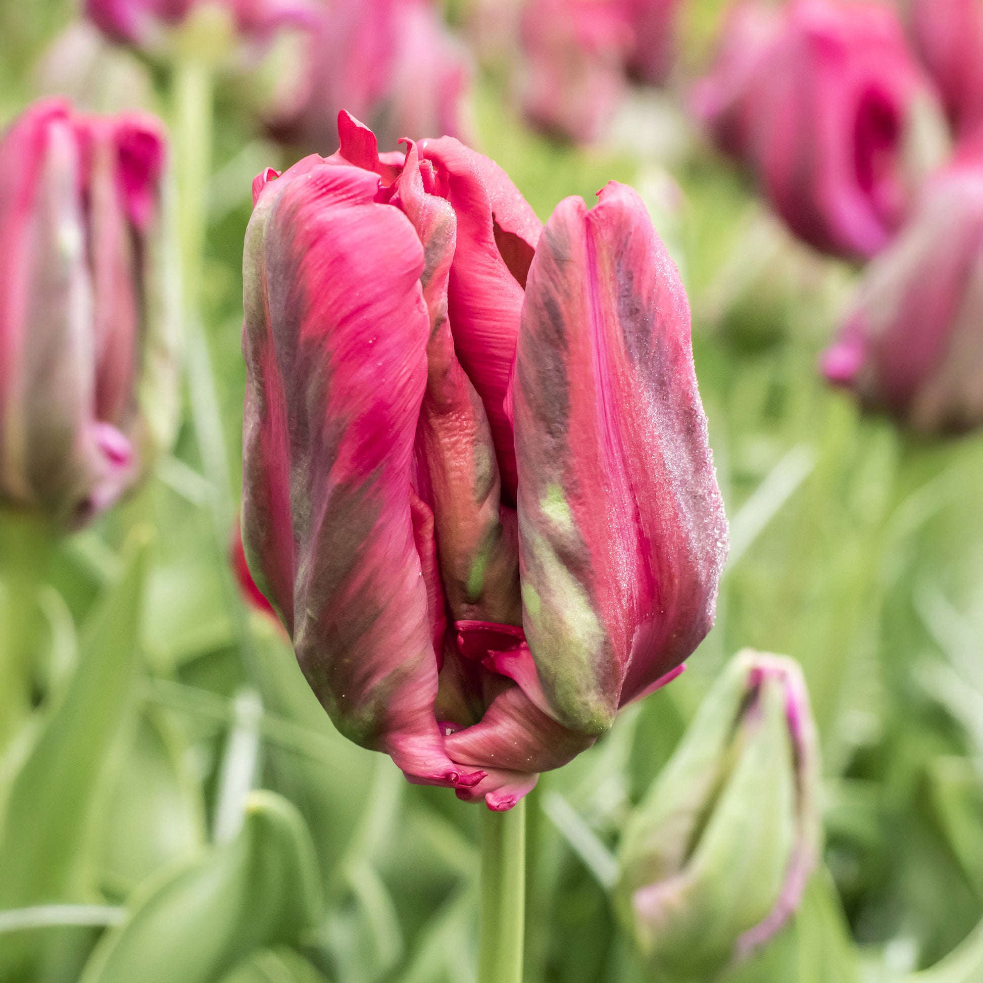 8 Tulipes perroquets Red Madona - Tulipa parrot Red Madona - Bakker