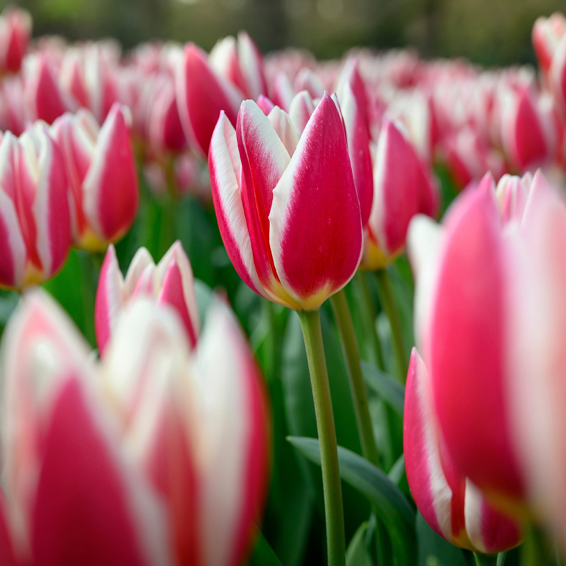8 Tulipes Darwin Candy Apple Delight - Tulipa darwin hybrid candy apple Delight - Bakker