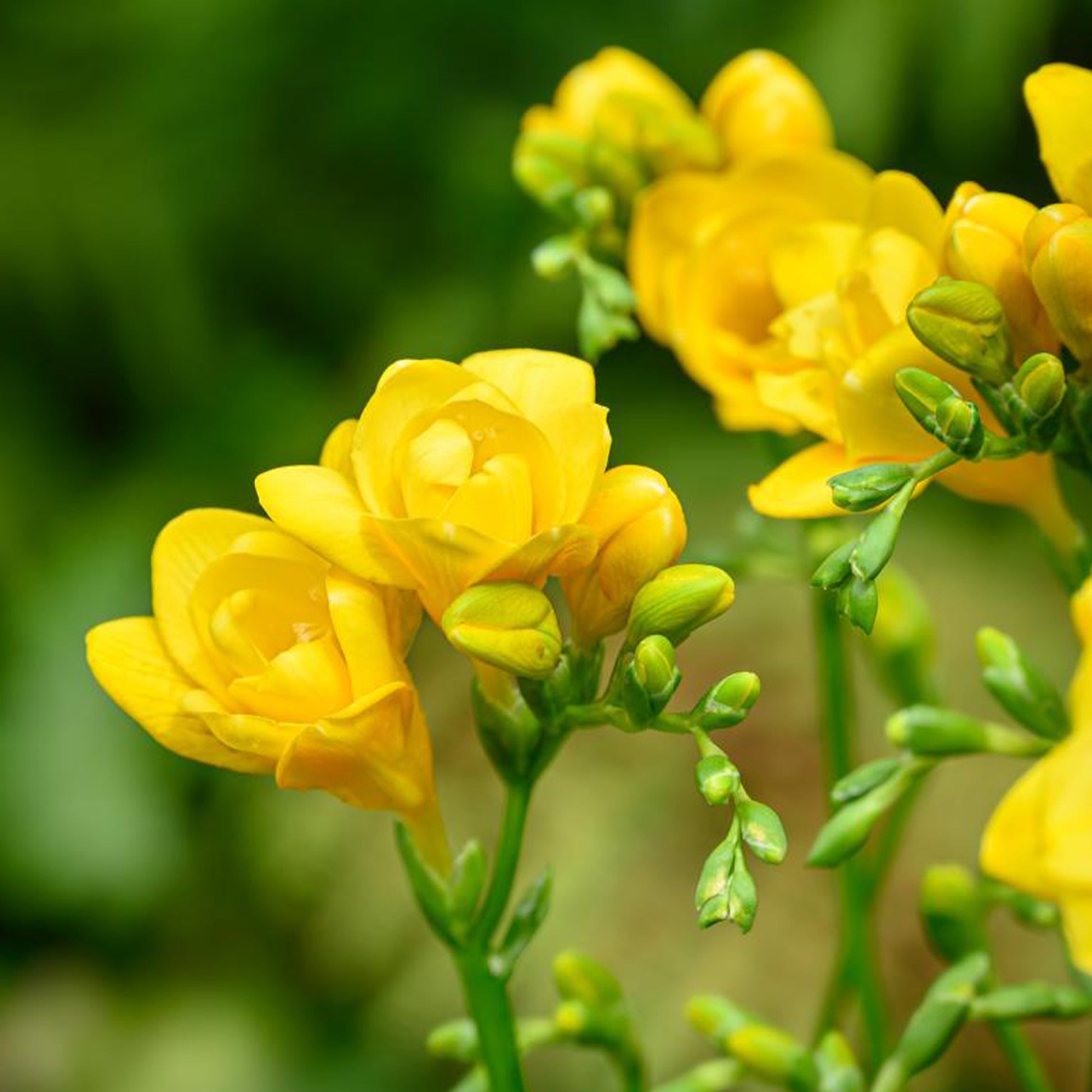 25 Freesias à fleurs doubles jaunes - Bakker