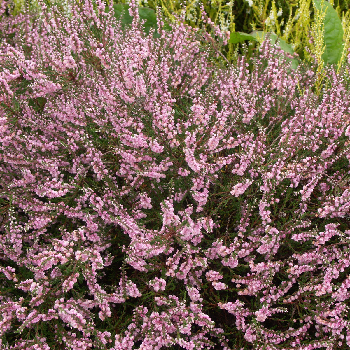 3 Bruyères d'été rose à feuilles vertes - Calluna vulgaris - Bakker