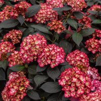 Hortensie macrophylla 'Eclipse Bailmacseven' - Hydrangea macrophylla Eclipse® ‘Bailmacseven’ - Bakker