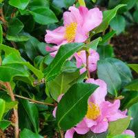 Camélia d'automne Cleopatra - Camellia sasanqua Cleopatra - Bakker