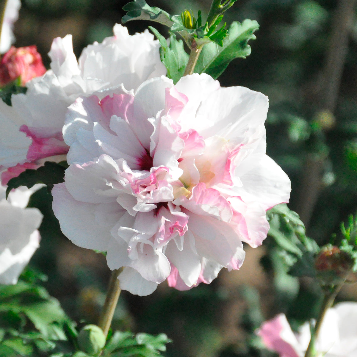 Hibiscus de jardin French Cabaret® Pastel - Bakker