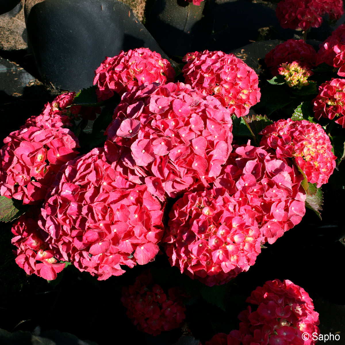 Hortensia Red ever belles ®  - Hydrangea macrophylla Red ever belles ® 'hortmallegretto' - Bakker