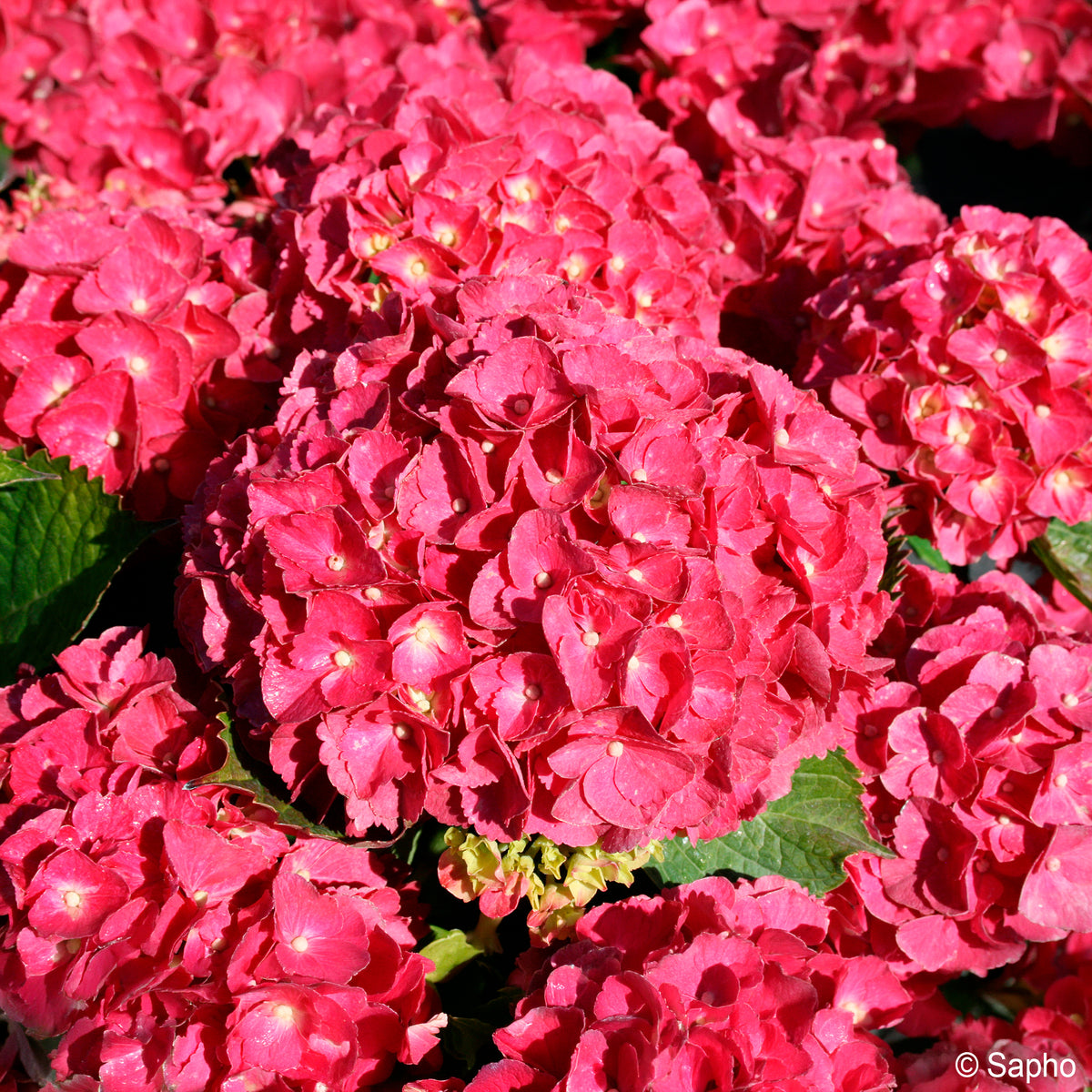 Hortensia Red ever belles ®  - Bakker
