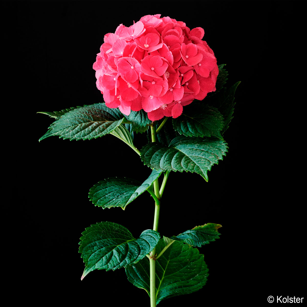 Hydrangea macrophylla Red ever belles ® 'hortmallegretto' - Hortensia Red ever belles ®  - Hortensia macrophylla