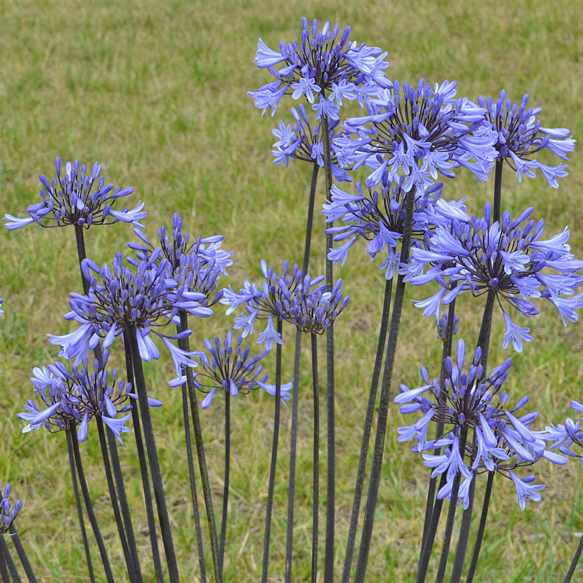 Agapanthe Graphite® Blue - Bakker