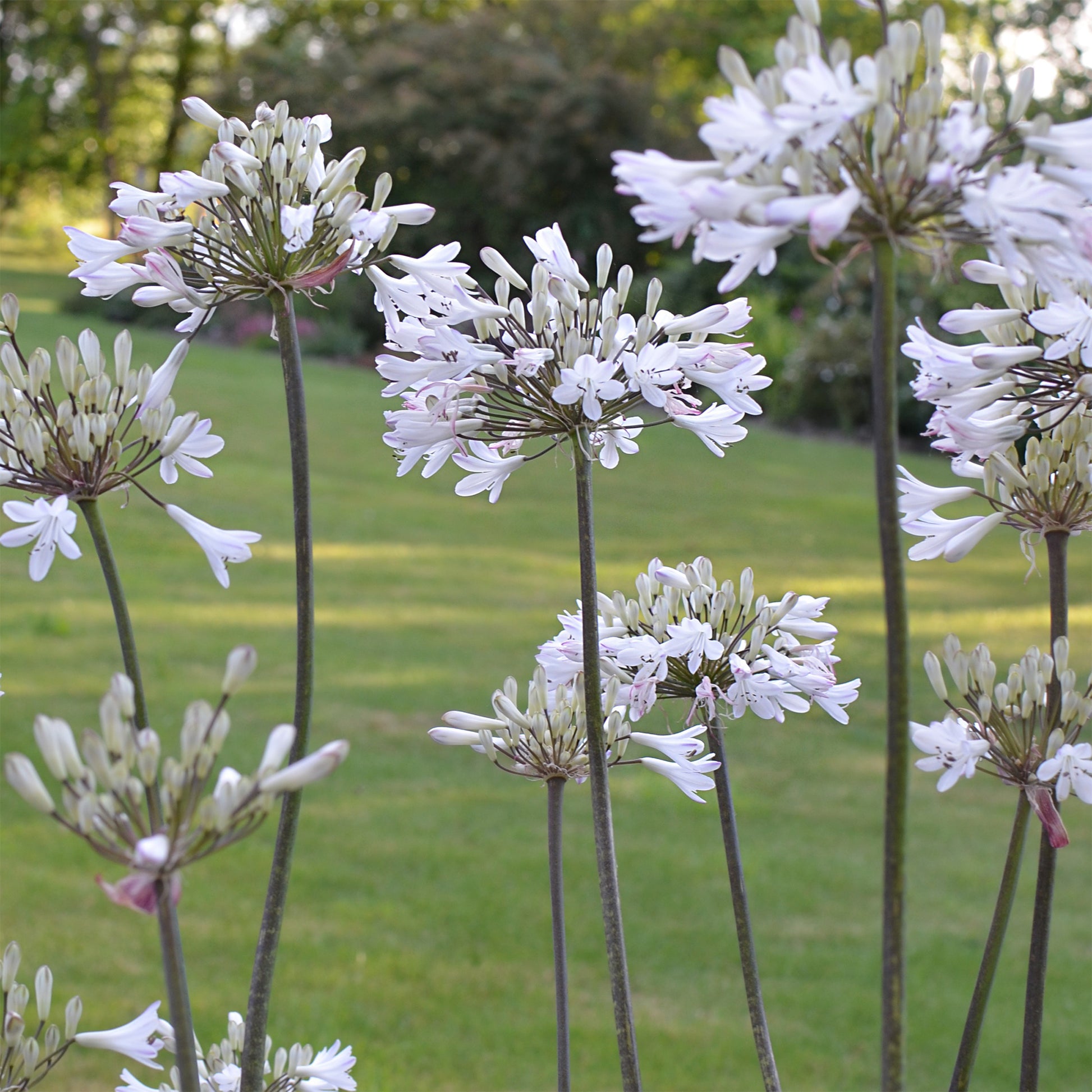 Agapanthe Graphite® White - Agapanthus Graphite ® White Turk8 - Bakker