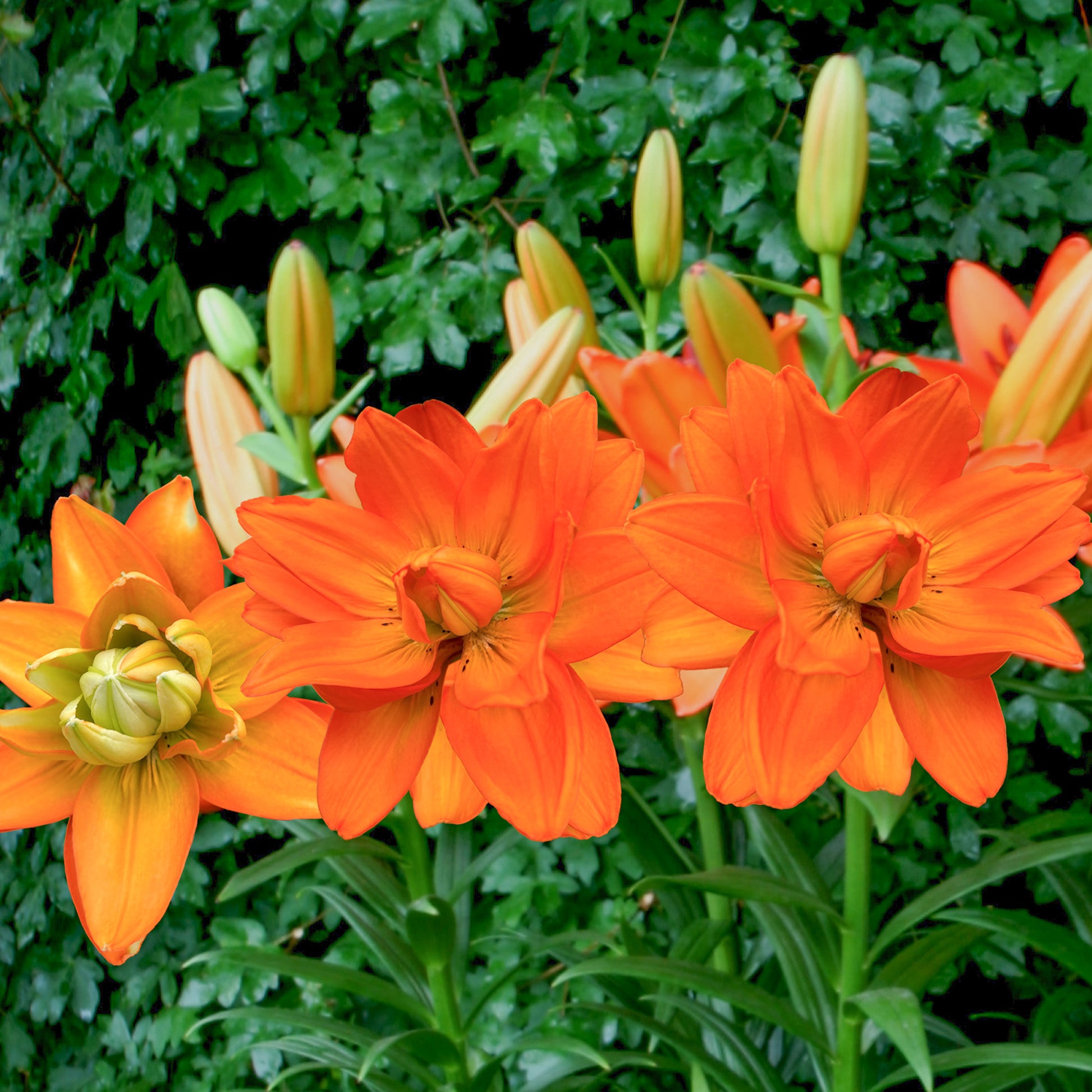 Lillium Hulk - Lis Hulk - Bulbes de Lys