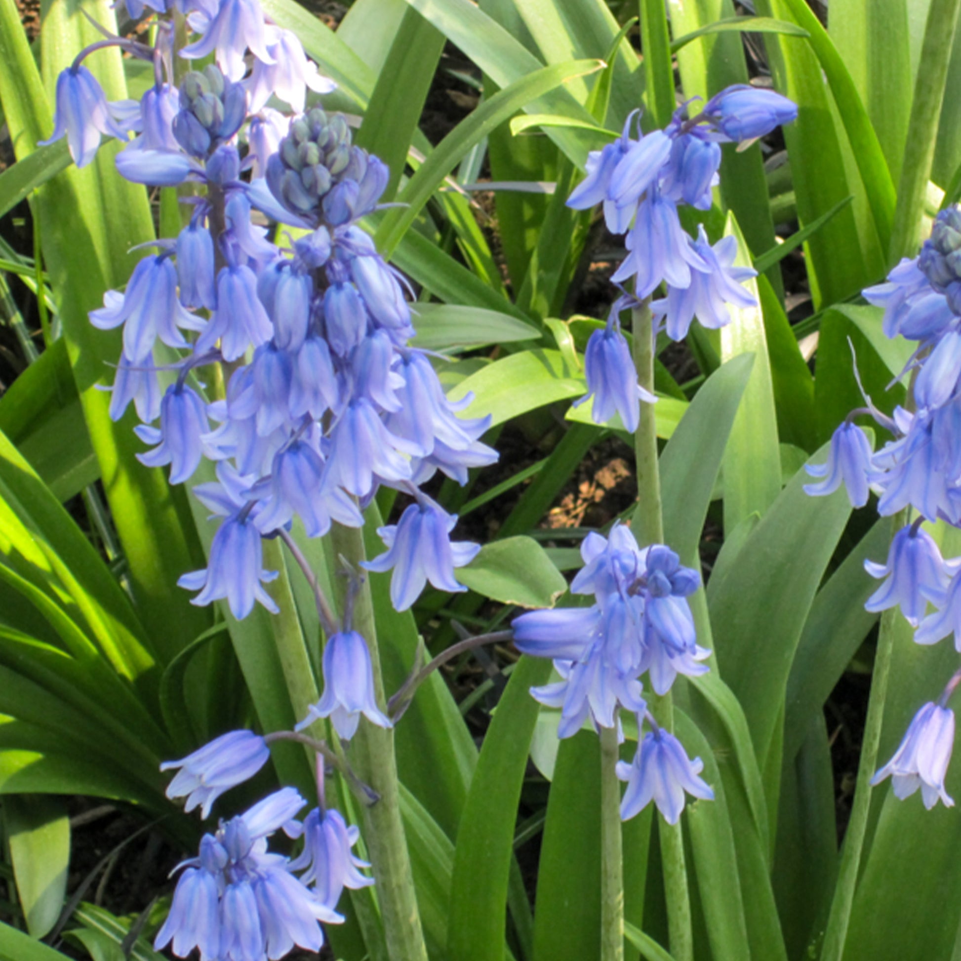 Vente Jacinthe des bois bleue - Scilla Campunulata blue