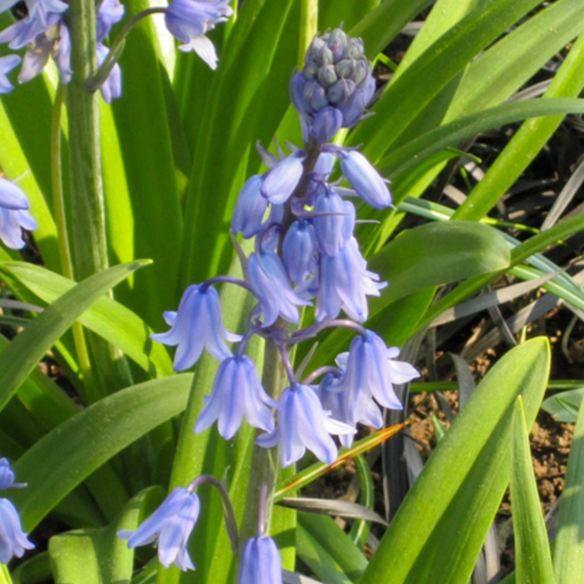 Vente Jacinthe des bois bleue