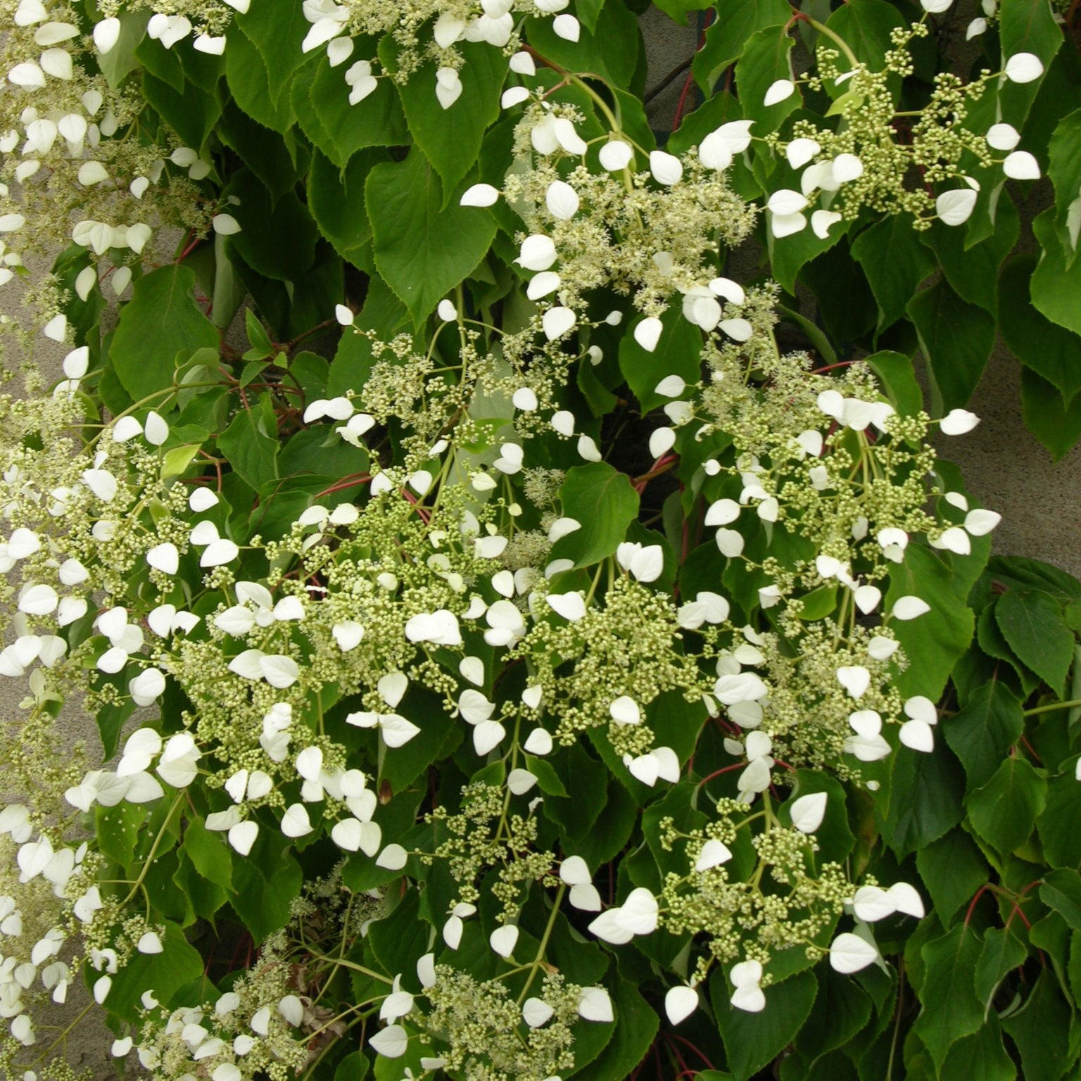 Hortensia grimpant du Japon - Plantes grimpantes - Bakker