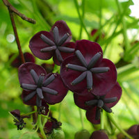 Akébia à trois feuilles - Akebia trifoliata - Bakker