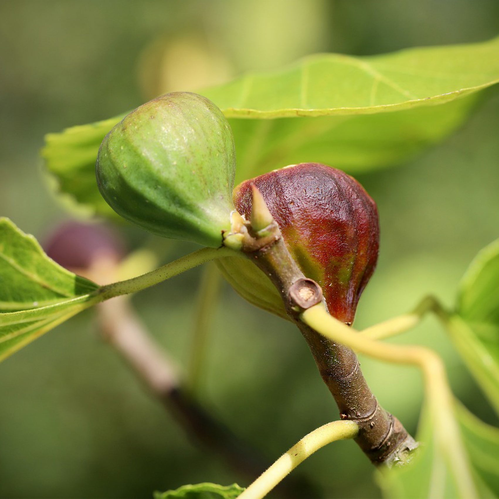 Ficus carica Violette Dauphine - Figuier Violette Dauphine - Figuiers