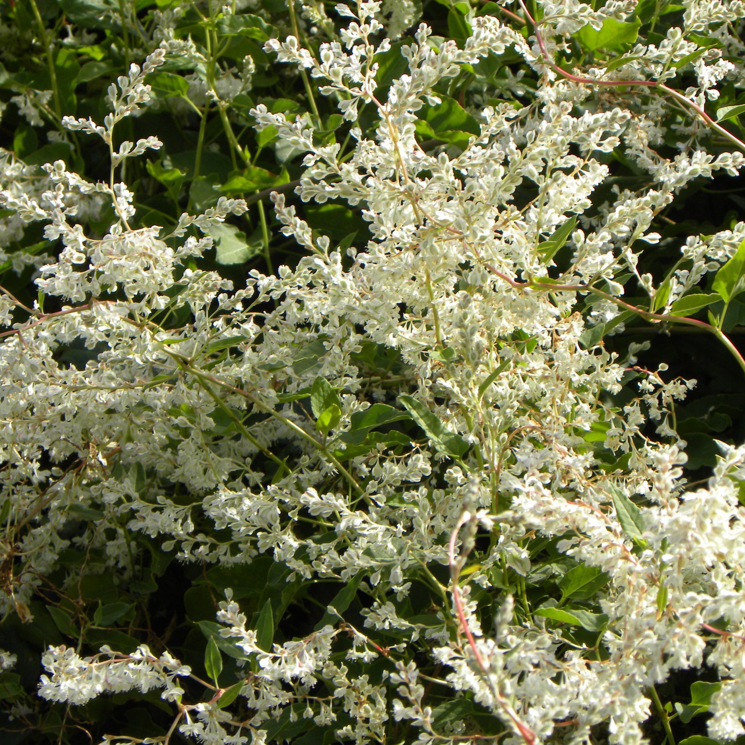 Fallopia aubertii - Renouée d'Aubert - Fallopia  - plantes grimpantes à fleurs