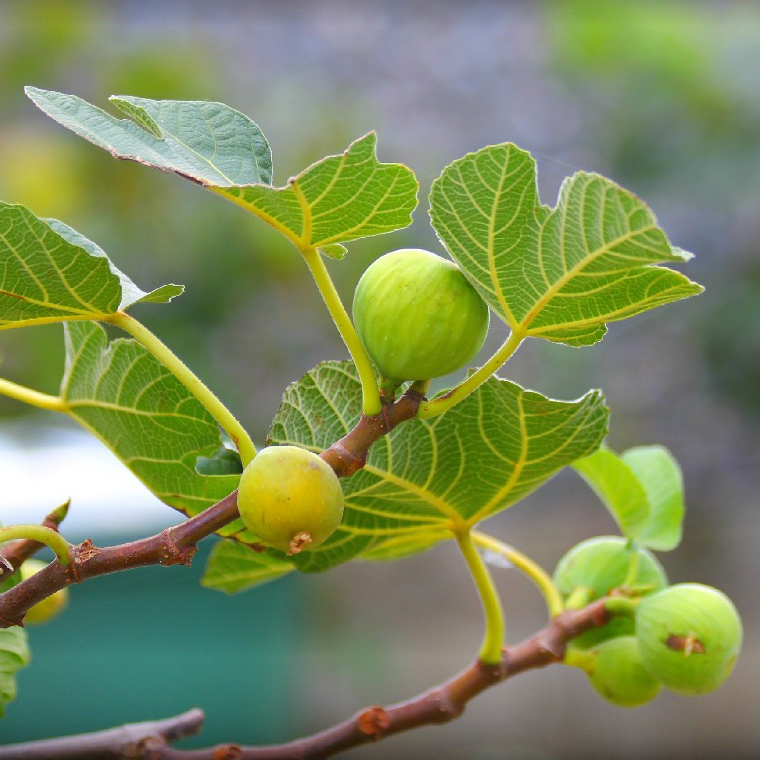 Figuier La Marseillaise  - Ficus carica Marseillaise - Bakker