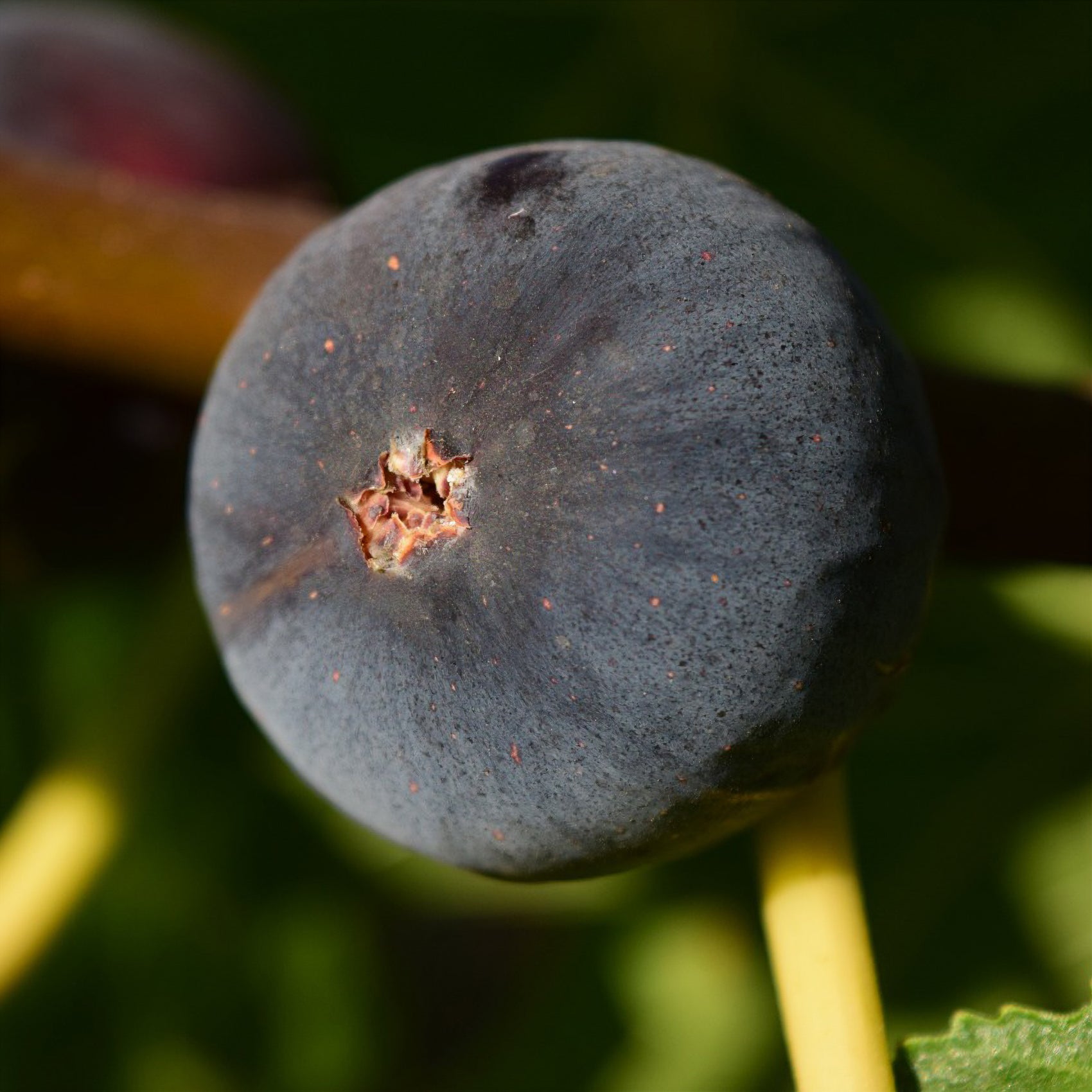 Ficus carica Ronde de Bordeaux - Figuier Ronde de Bordeaux - Figuiers