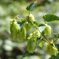 Houblon Centennial - Bakker