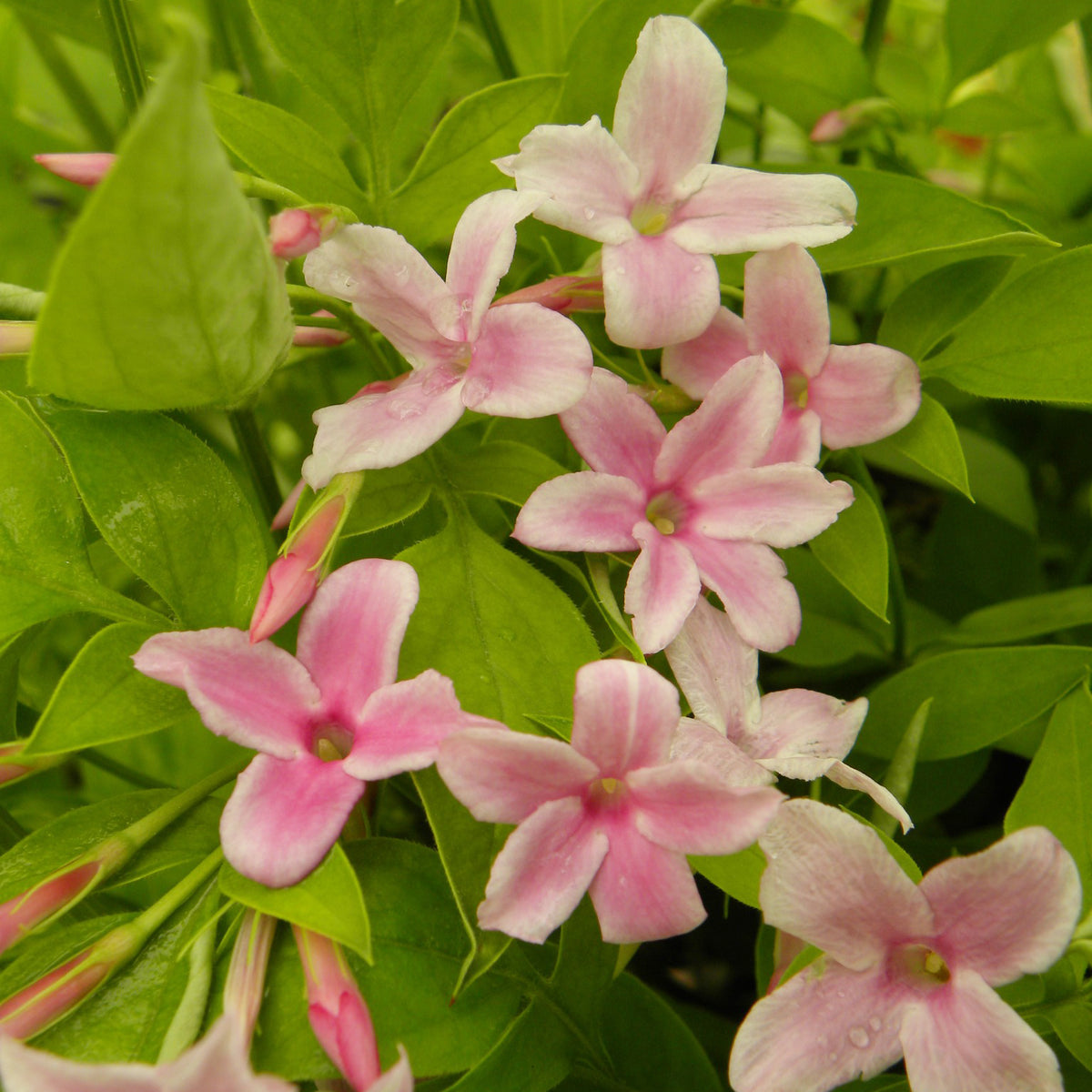 Jasminum stephanense - Jasmin stéphanois - Jasminum - Jasmin