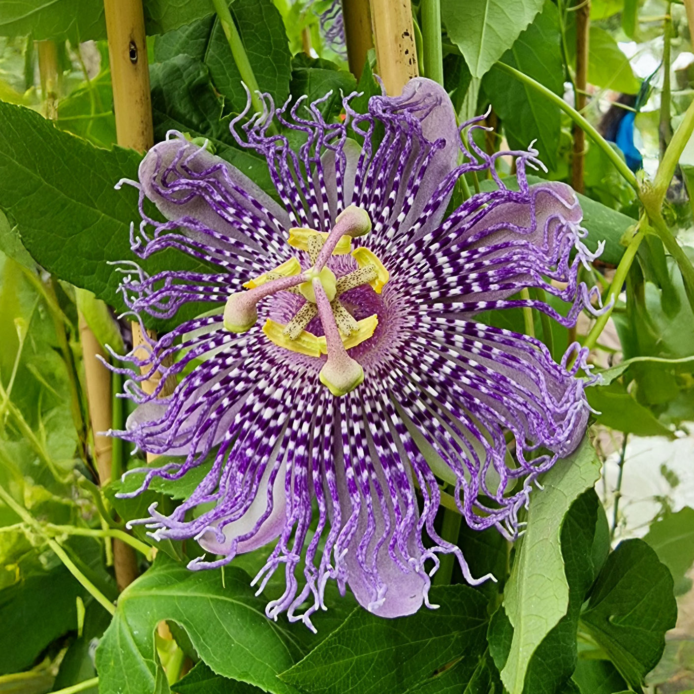 Passiflore Fata Confetto - Passiflora Fata confetto - Bakker