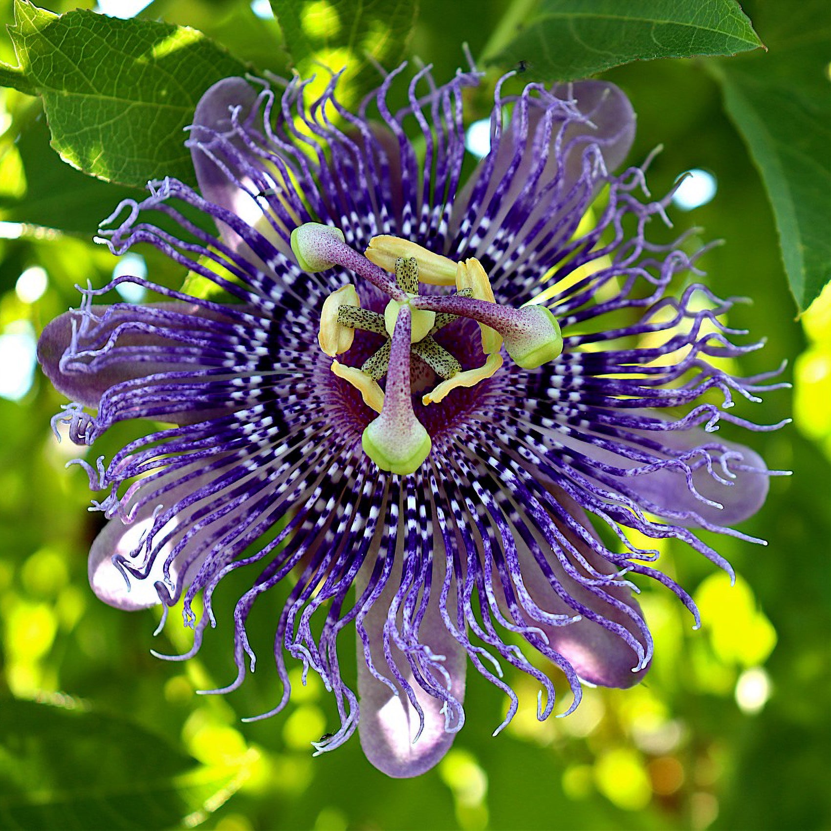 Vente Passiflore officinale - Passiflora incarnata