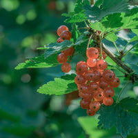 Groseillier Gloire des Sablons - Ribes rubrum Gloire des Sablons - Bakker