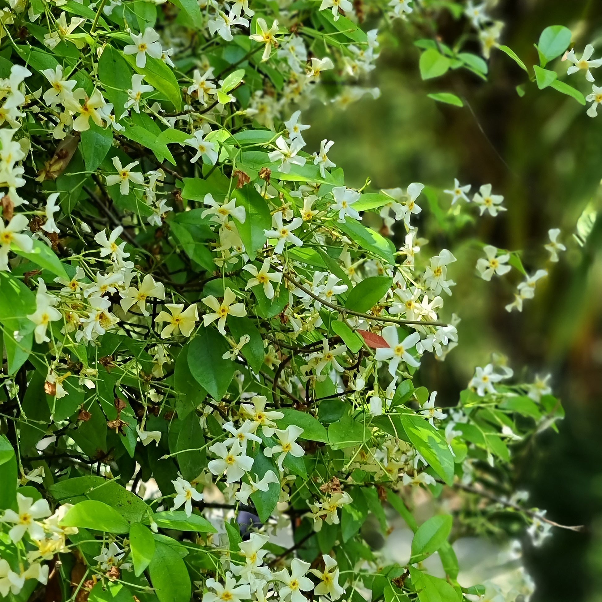 Trachelospermum asiaticum - Jasmin étoilé jaune - Jasmin étoilé - Trachelospermum