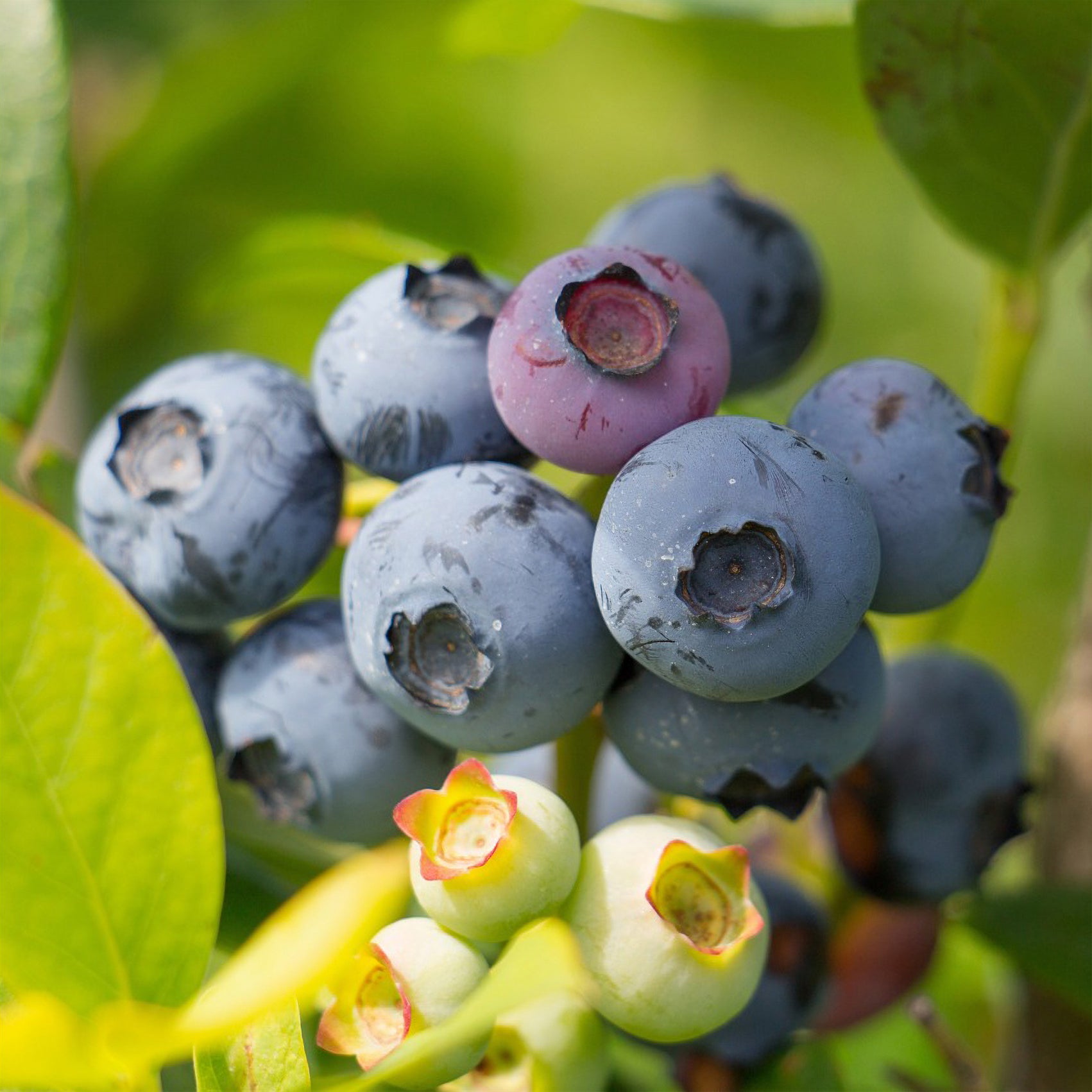 Myrtillier Berkeley - Vaccinium corymbosum Berkeley - Bakker