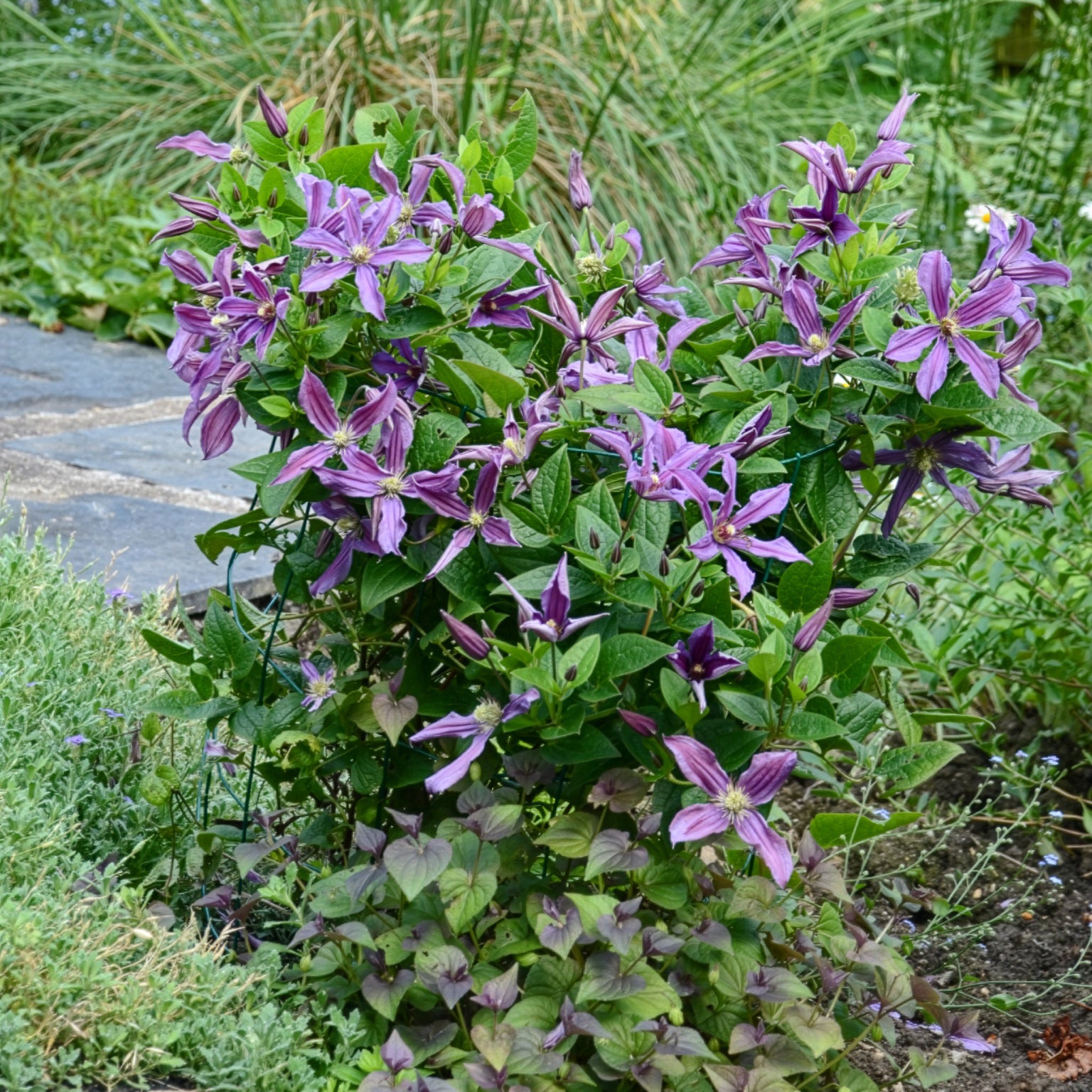 Clematis integrifolia Saphyra® Estrella - Clématite Saphyra® Estrella - Clématite