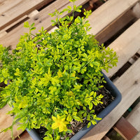 Jasmin primevère Gold Touch® - Bakker