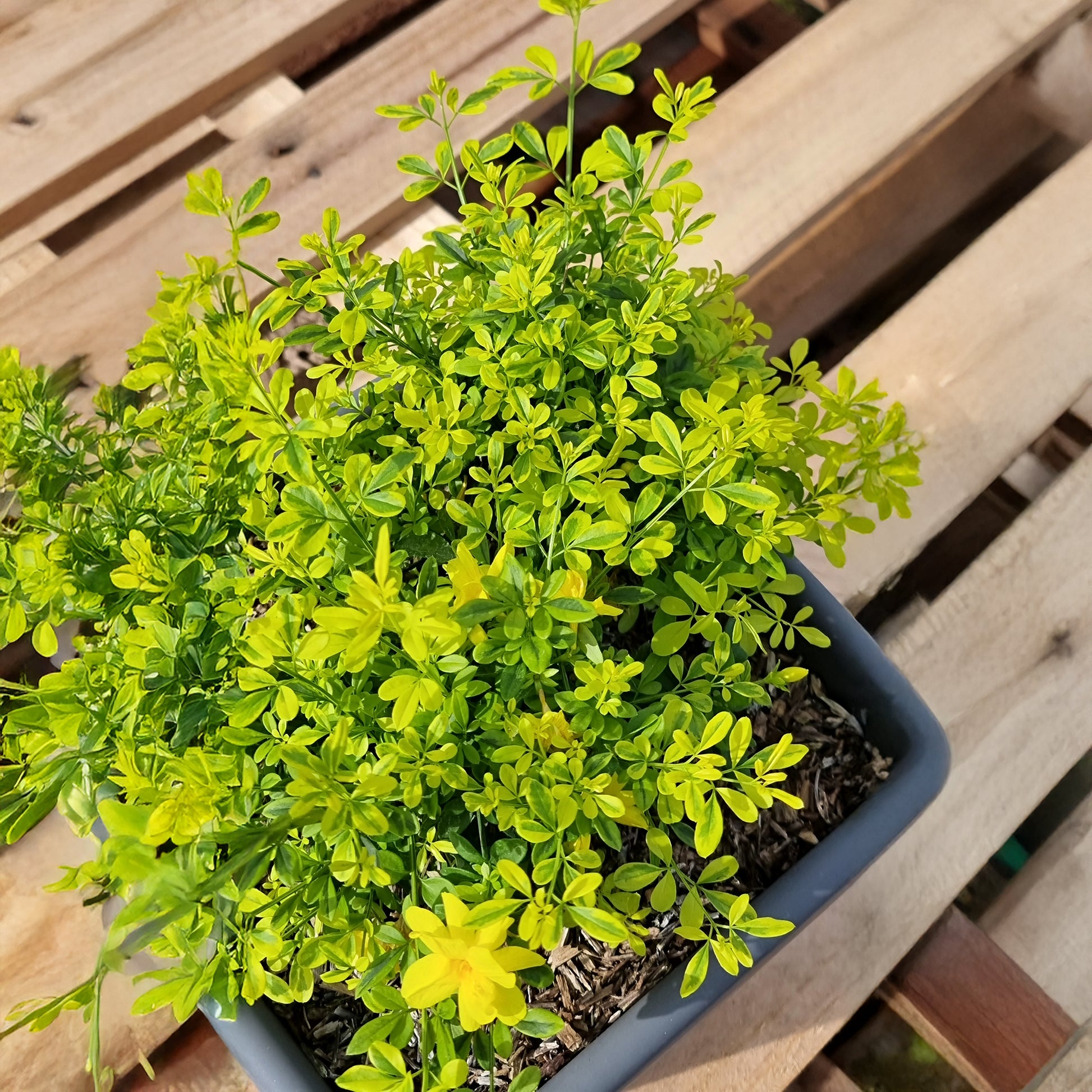 Jasmin primevère Gold Touch® - Bakker