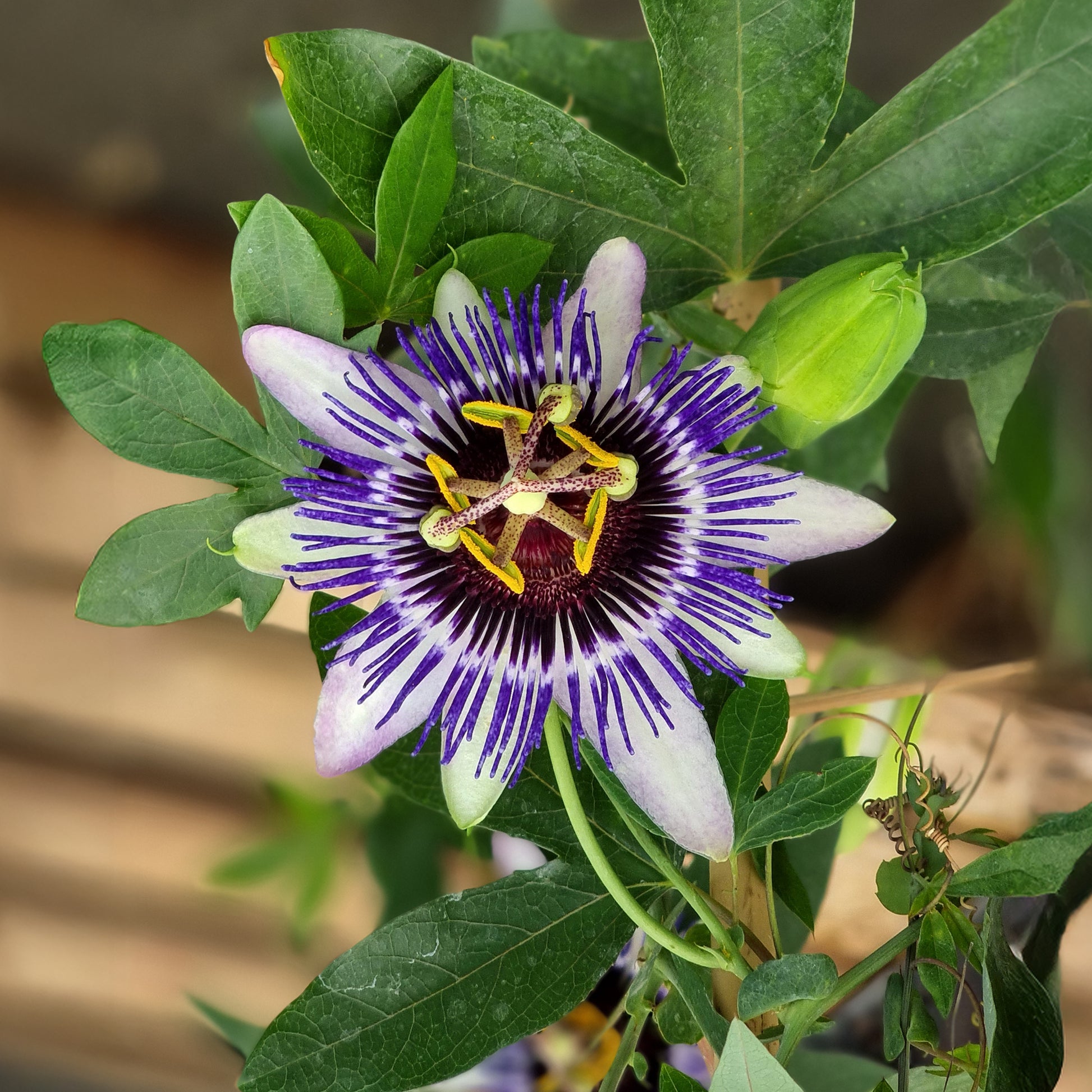 Passiflore - Passiflore Damsel's Delight® - Passiflora Damsel's Delight®