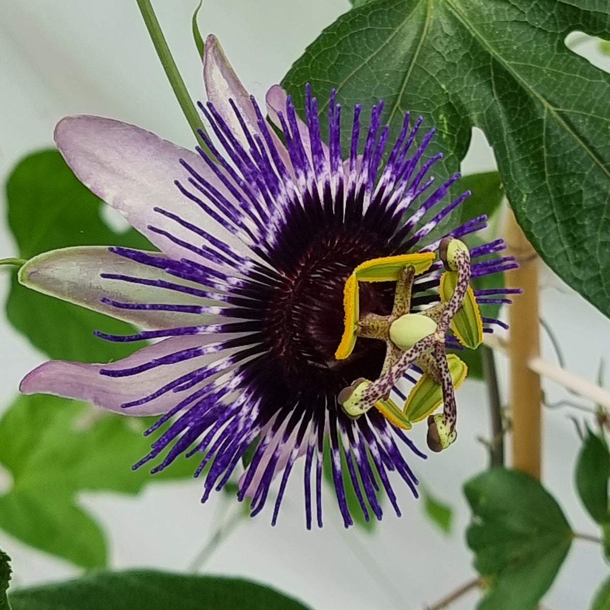 Passiflore Damsel's Delight® - Passiflora Damsel's Delight® - Bakker
