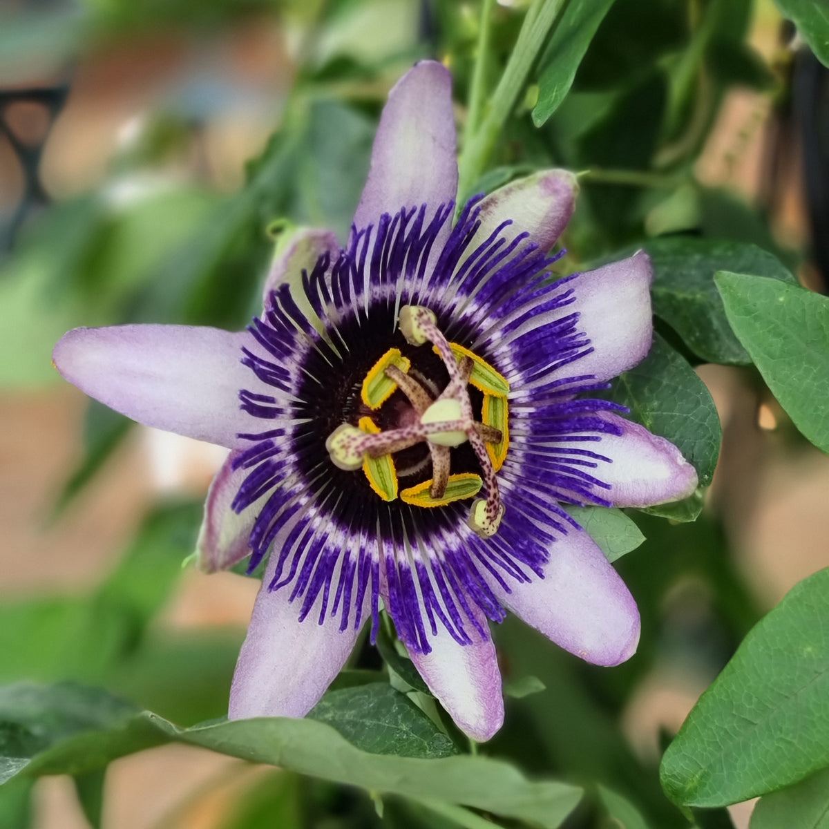 Passiflore Damsel's Delight® - Bakker