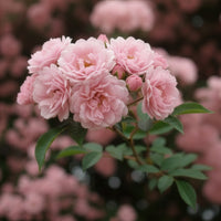 Rosier grimpant de Banks rose - Rosa banksiae Rosea - Bakker