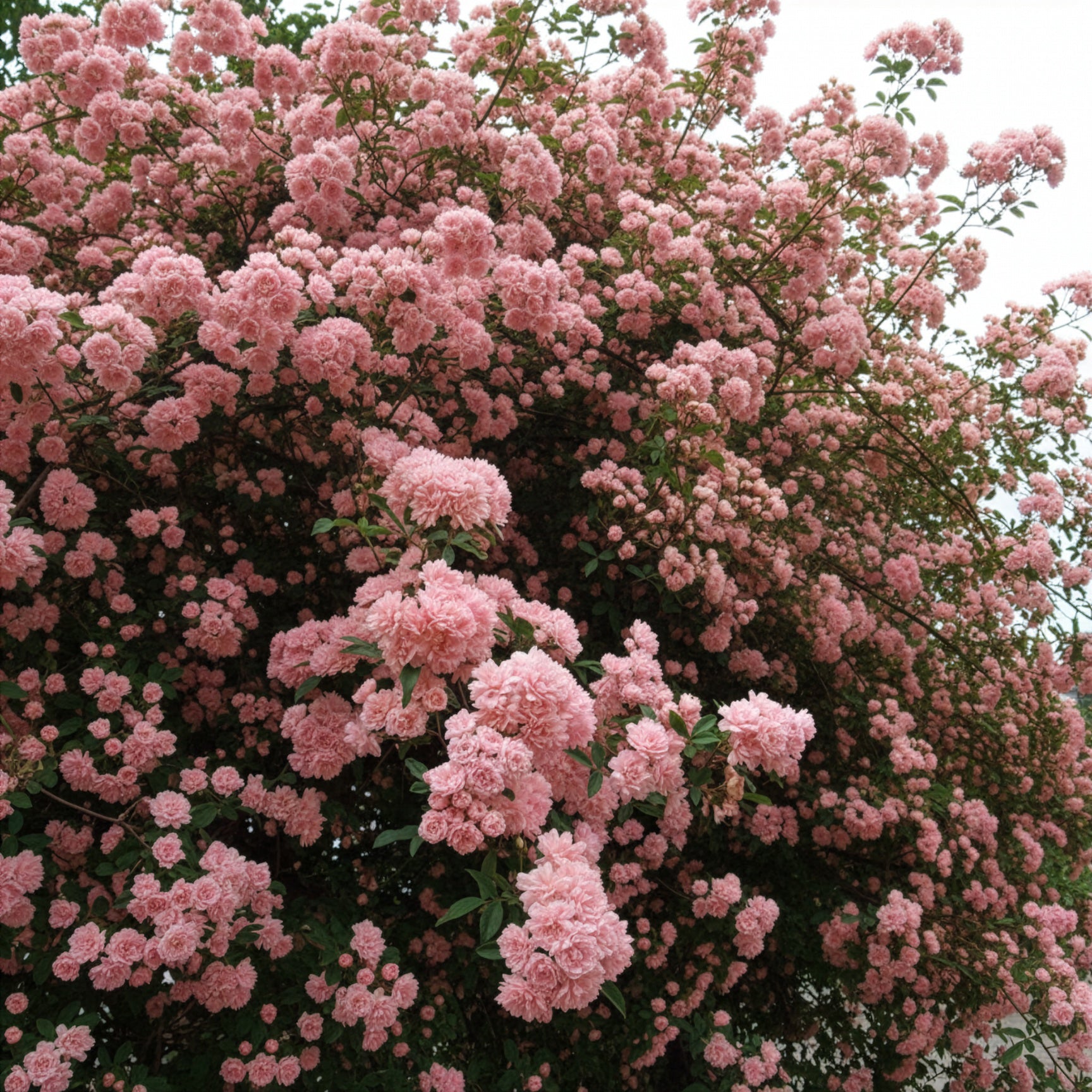 Rosier grimpant de Banks rose - Bakker