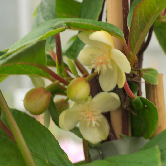 Magnolia grimpant - Bakker