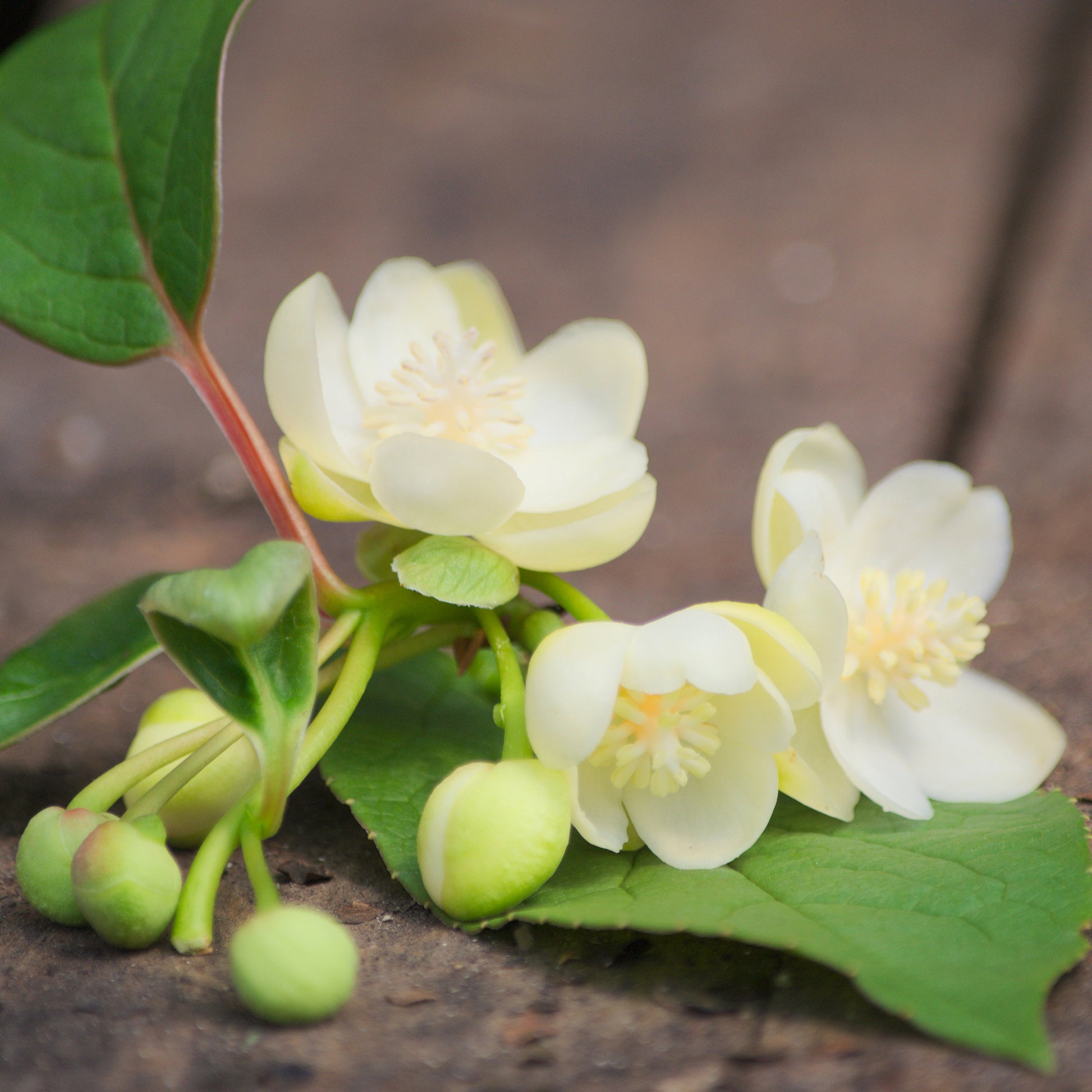 Schisandra grandiflora - Magnolia grimpant - Plantes grimpantes à fleurs