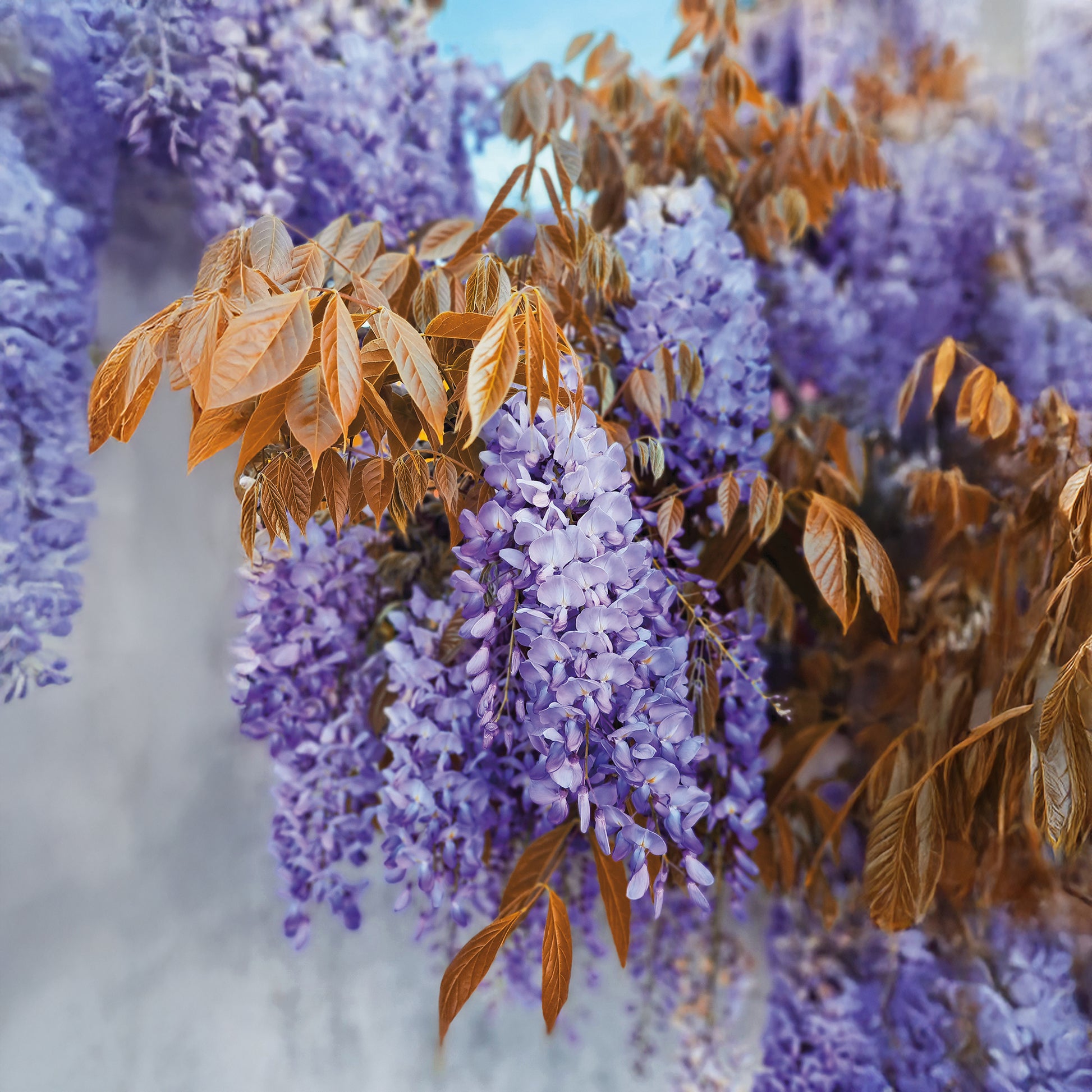 Wisteria sinensis Blue Line® Copper Leo - Glycine Blue Line® Copper Leo - Glycine