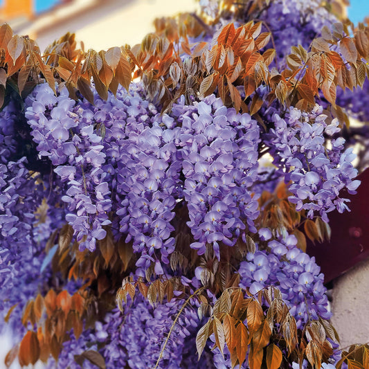 Glycine Blue Line® Copper Leo - Bakker