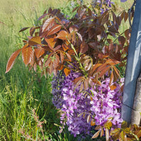 Glycine Blue Line® Copper Leo - Wisteria sinensis Blue Line® Copper Leo - Bakker