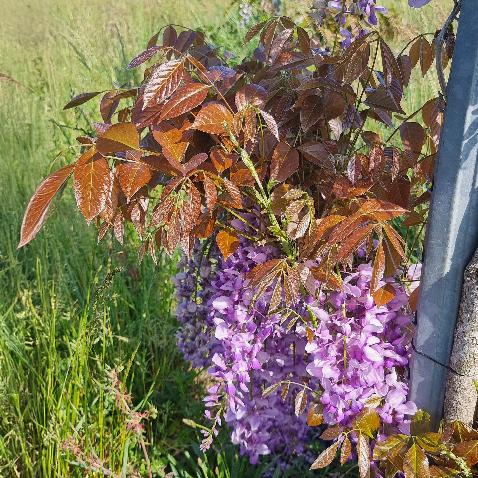 Glycine Blue Line® Copper Leo - Wisteria sinensis Blue Line® Copper Leo - Bakker