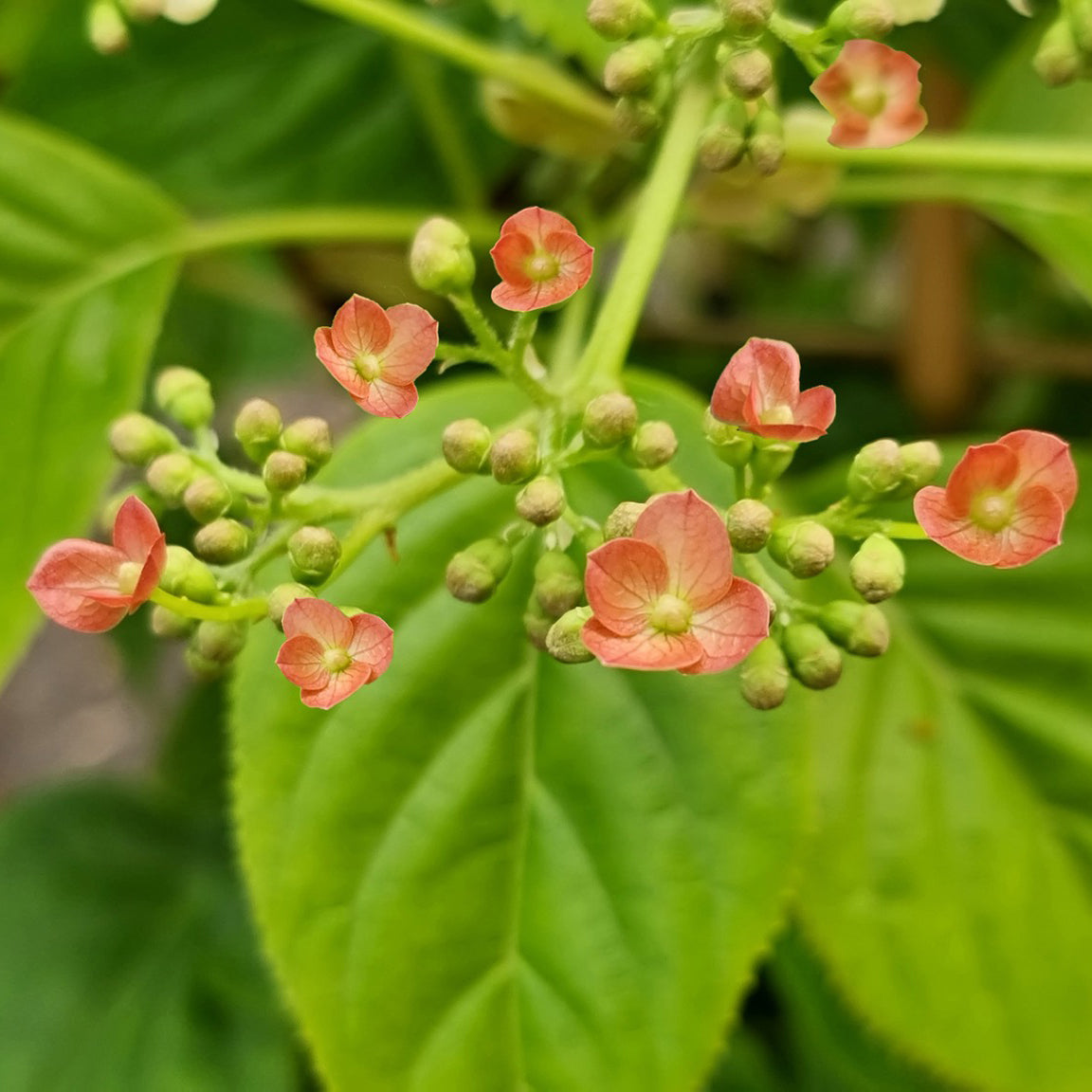 Hortensia grimpant Crug Coral - Bakker