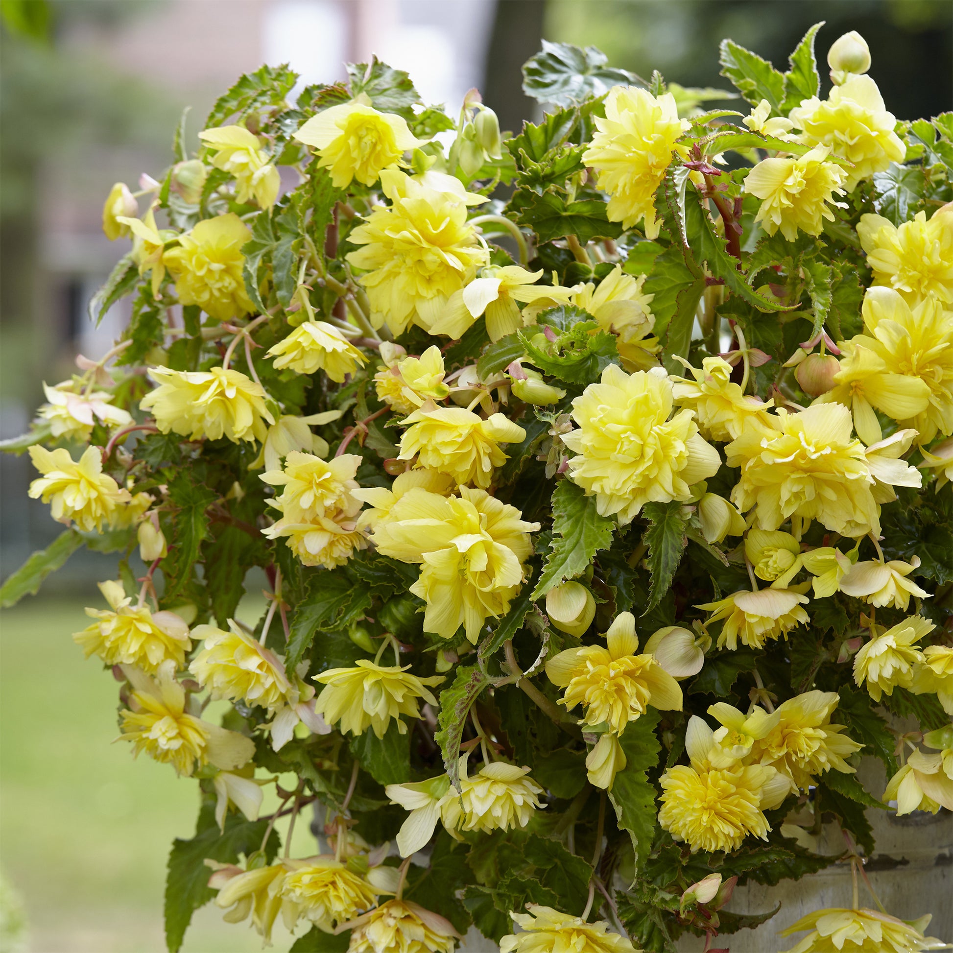 5 Bégonias retombants jaunes - Begonia pendula Yellow - Bakker