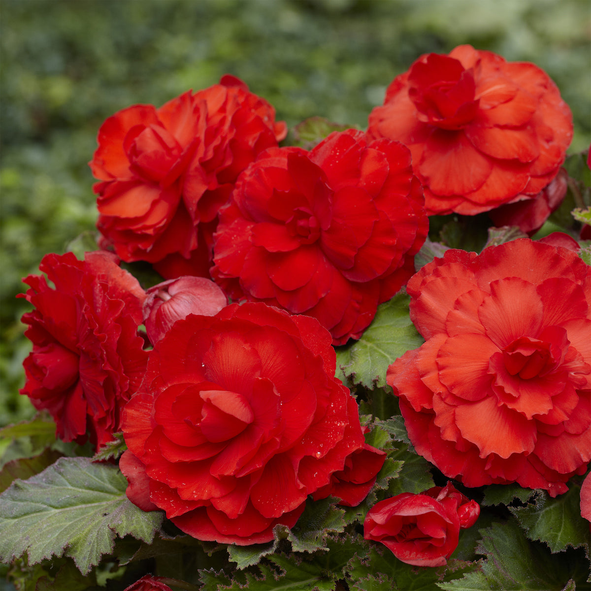 5 Bégonias doubles rouges - Bakker