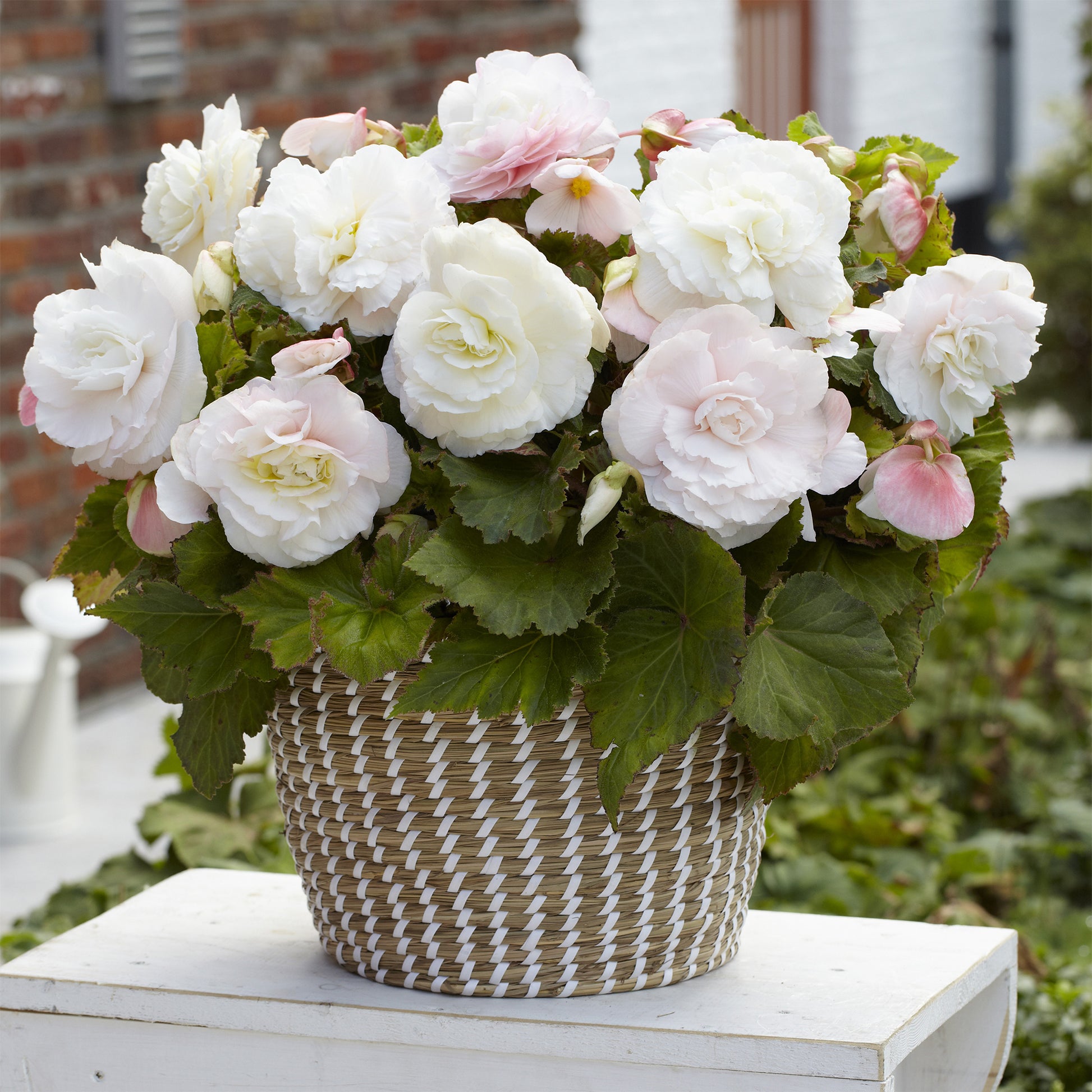 5 Bégonias doubles blancs - Begonia superba White - Bakker